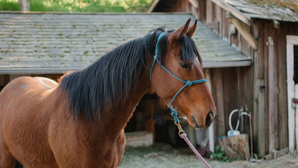 Horse Stable Public Horse Stable