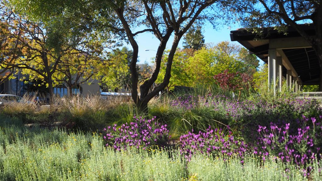 Landscape Architecture Drought tolerant garden Drought tolerant plants Ecological Public Space Rain Garden Pollinator Garden Eco Garden Cupertino