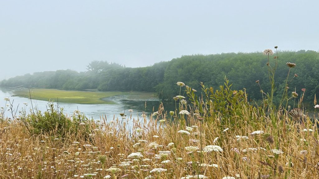 Landscape Architecture Ecological Design Ecology Water Ecology Placemaking Mad River